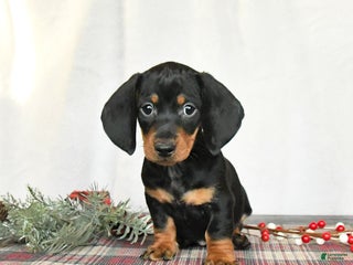 Miniature Dachshund dogs Scout - Ad 39