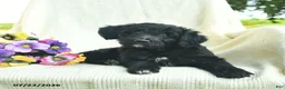 Bordoodle dogs for sale: Dolly - Ad 4