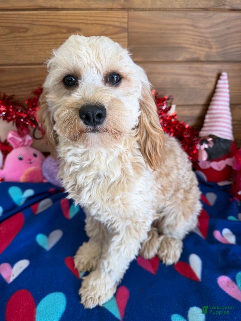 Cavapoo dogs Russell - Ad 25