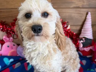 Cavapoo dogs Russell - Ad 25