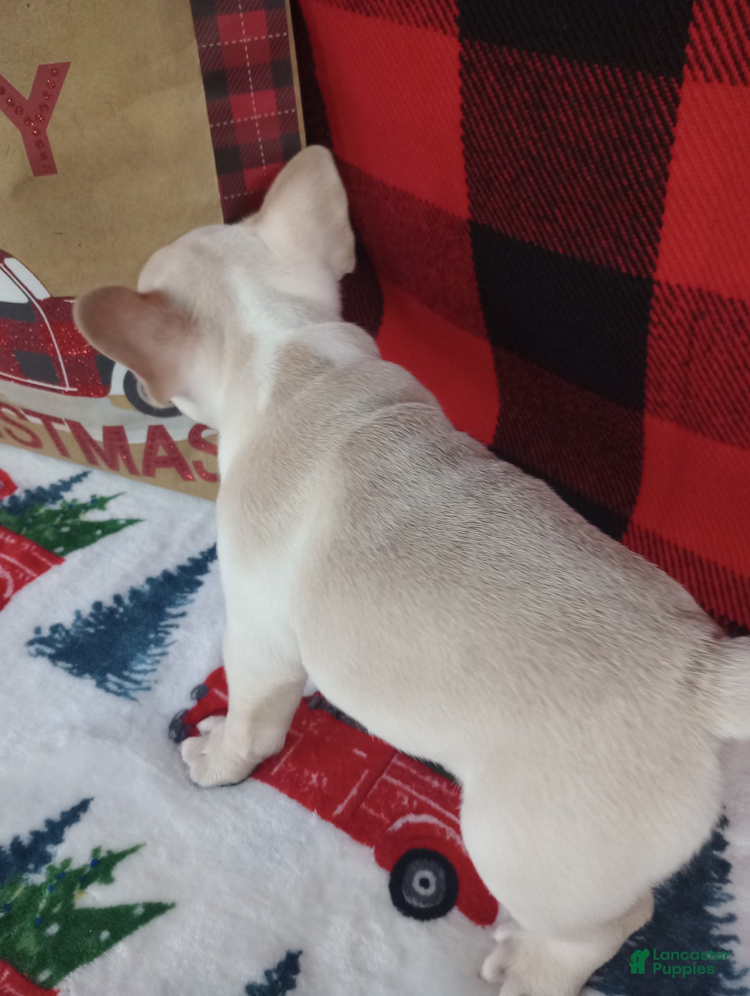 French Bulldog dogs for sale: Justin  - Ad 3