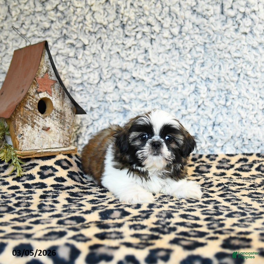 Shih Tzu dogs Diamond - Ad 2