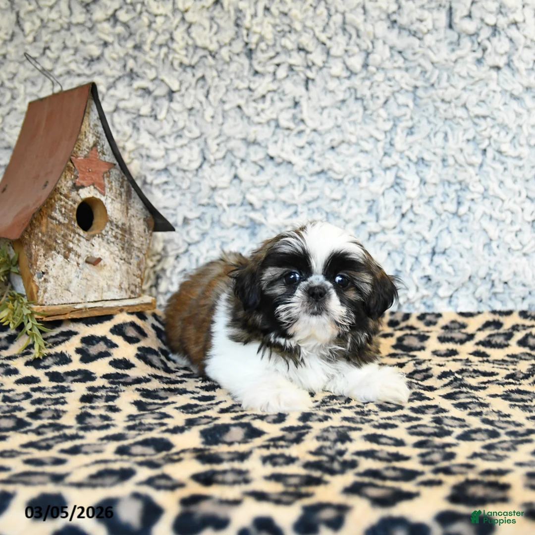 Shih Tzu dogs for sale: Diamond - Ad 2