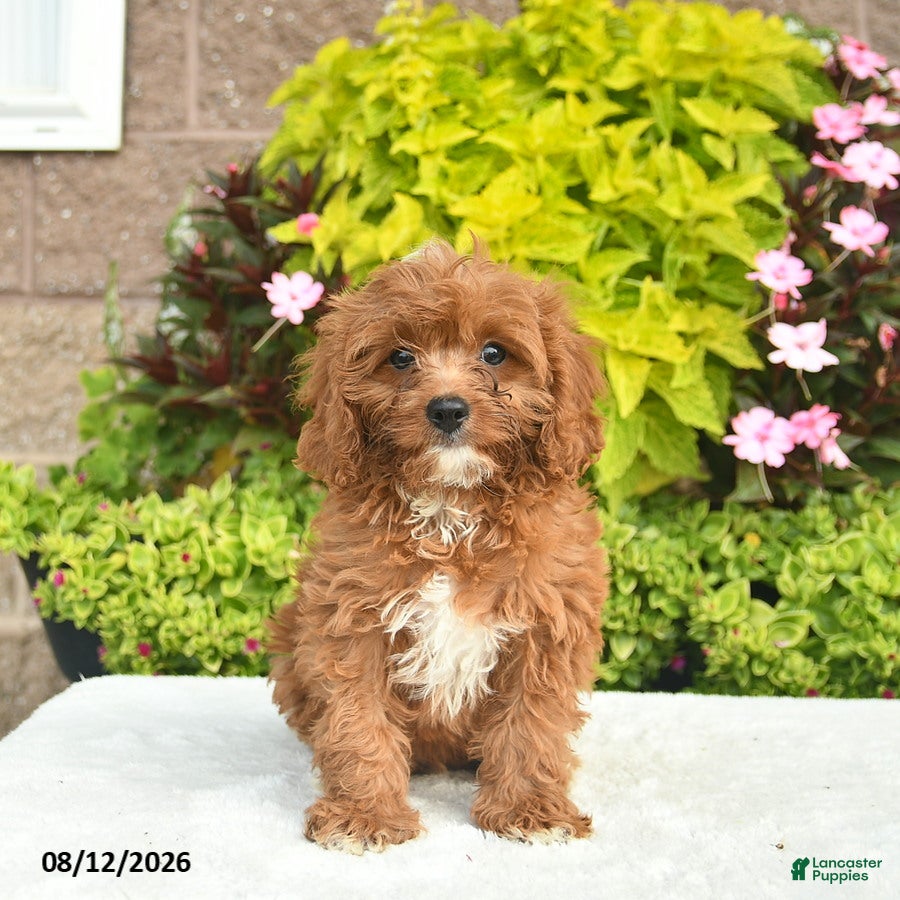 Cavapoo dogs Indigo  - Ad 1