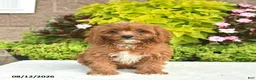 Cavapoo dogs for sale: Indigo  - Ad 1