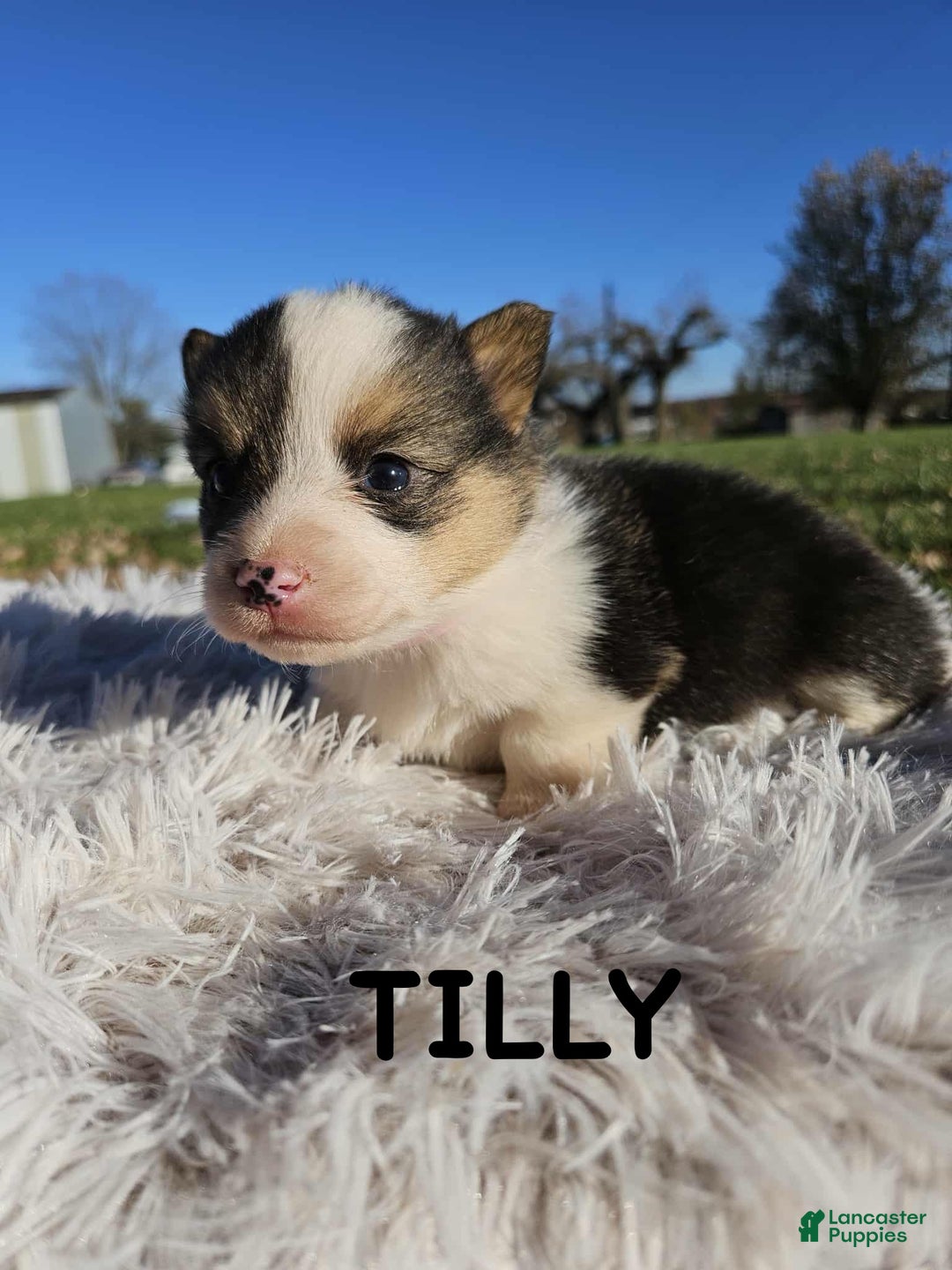 American Corgi dogs for sale: American Corgi Puppy 7 - Ad 1