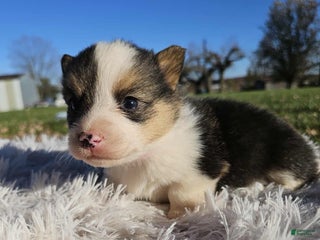 American Corgi dogs American Corgi Puppy 7 - Ad 6