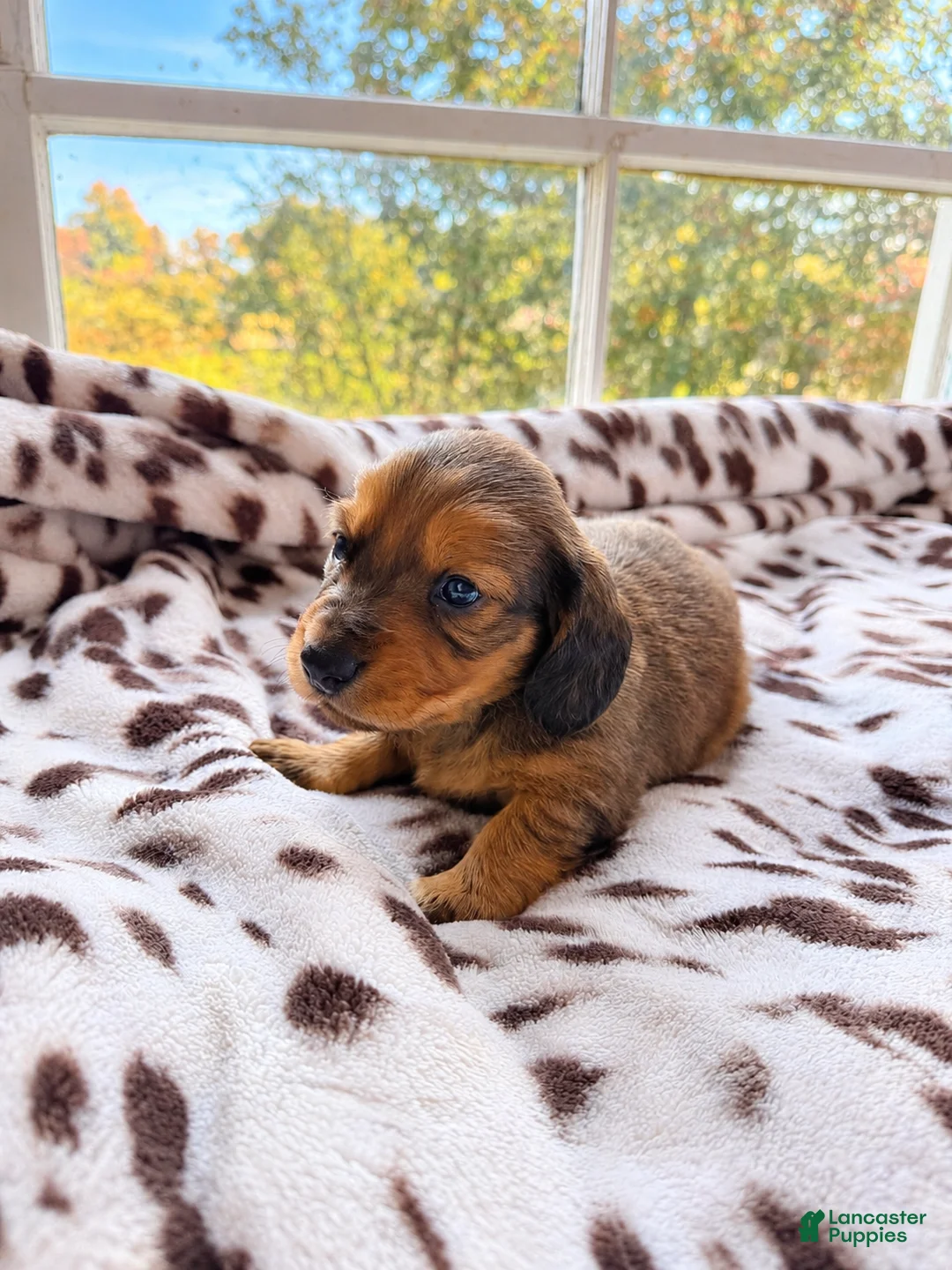 Miniature Dachshund dogs for sale: Pumpkin - Ad 1
