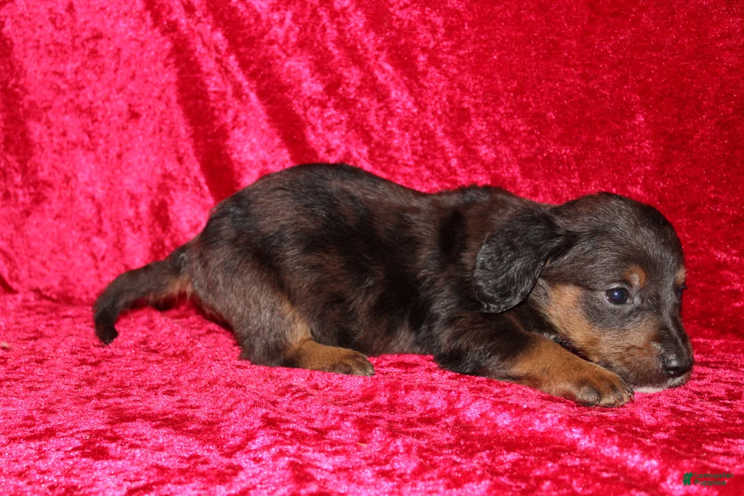 Doxiepoo dogs for sale: Doxiepoo Rapunzel - Ad 2