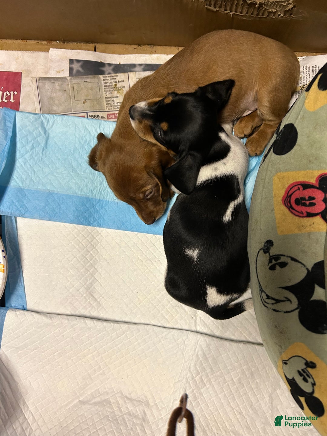 Miniature Dachshund dogs for sale: Sassyfrass  - Ad 9