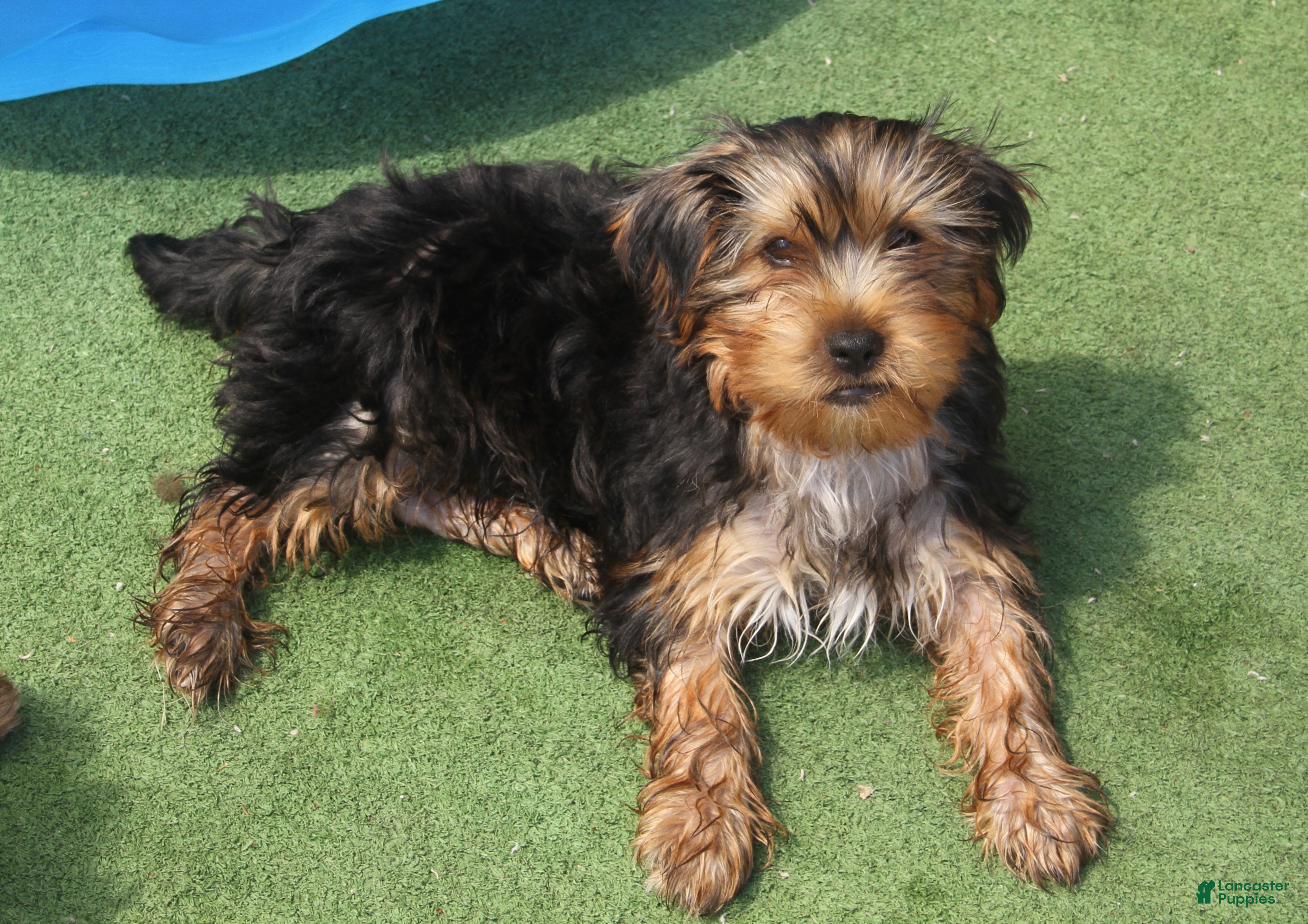 Yorkshire Terrier dogs Buddy - Ad 2