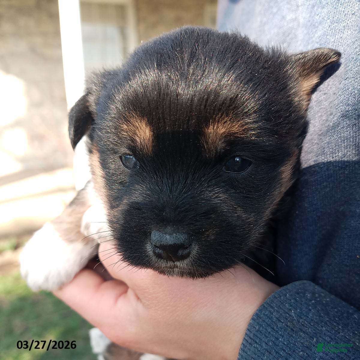 Mixed Breed dogs Allen - Ad 5