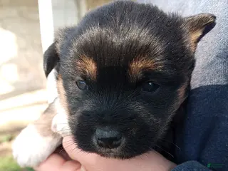 Mixed Breed dogs Allen - Ad 5