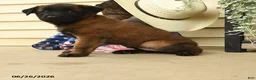 Belgian Malinois dogs for sale: Cypress - Ad 2