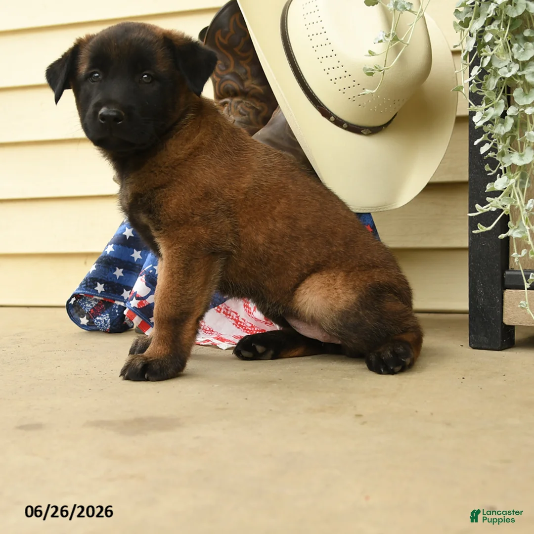 Belgian Malinois dogs for sale: Cypress - Ad 2