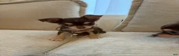 Chihuahua dogs for sale: Lava 4 lbs fully grown  - Ad 4