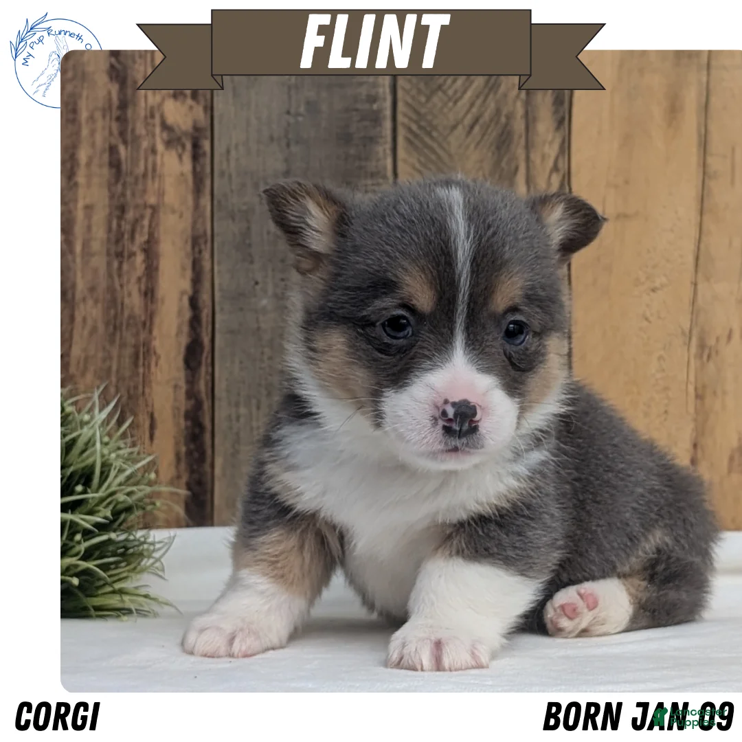 Welsh Corgi Pembroke dogs for sale: Flint - Ad 1