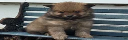 Pomeranian dogs for sale: Olivia  - Ad 4