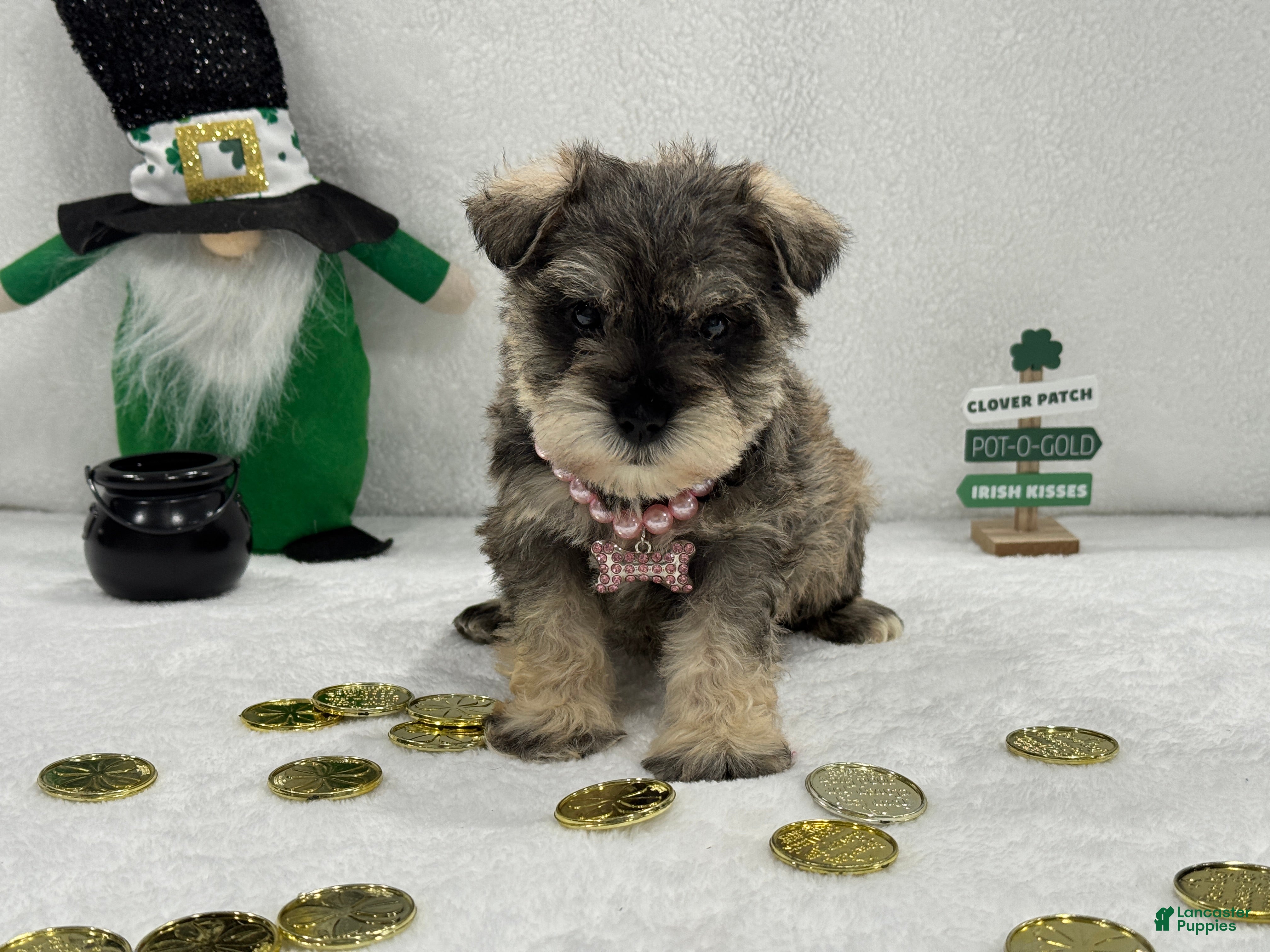 Miniature Schnauzer dogs Gypsy Female 2 - Ad 15