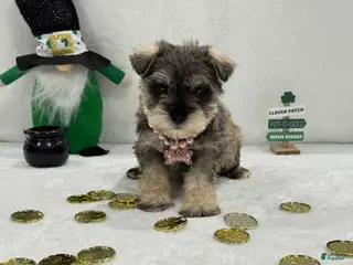 Miniature Schnauzer dogs Gypsy Female 2 - Ad 15