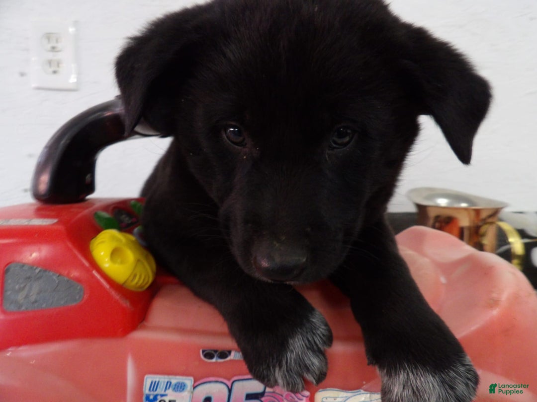 Gallery Image {{count}}