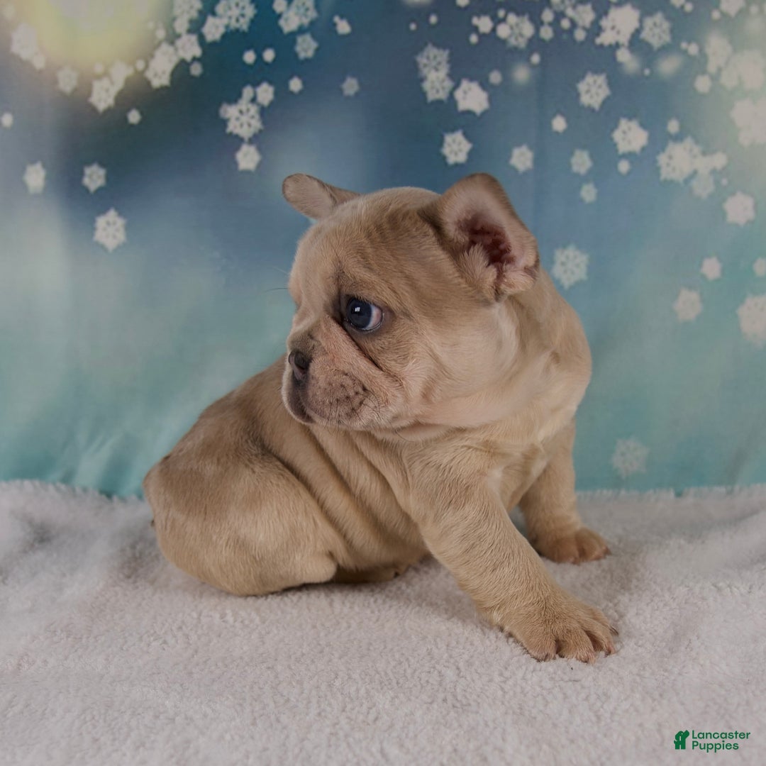 French Bulldog dogs for sale: Mika - Ad 7
