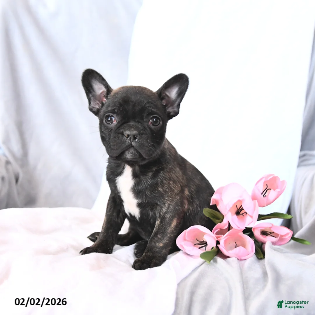 Frenchton dogs for sale: Scout - Ad 2