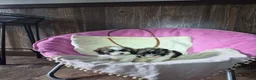 Shihpoo dogs for sale: Daphne - Ad 6