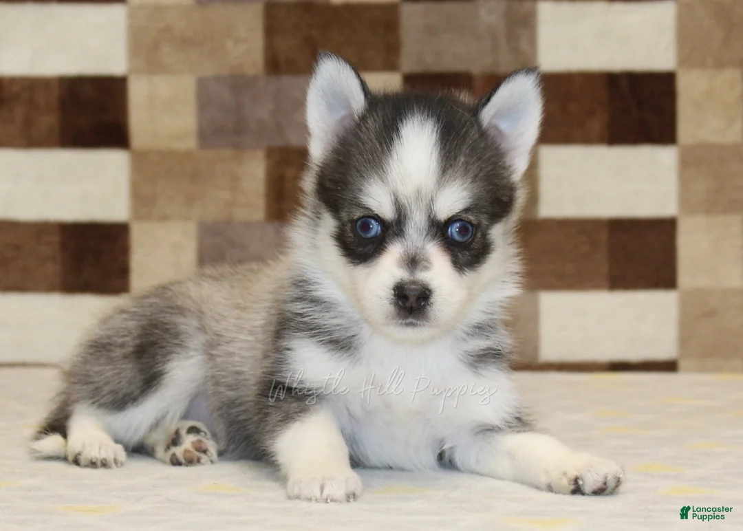 Pomsky dogs for sale: Jewel - Ad 2