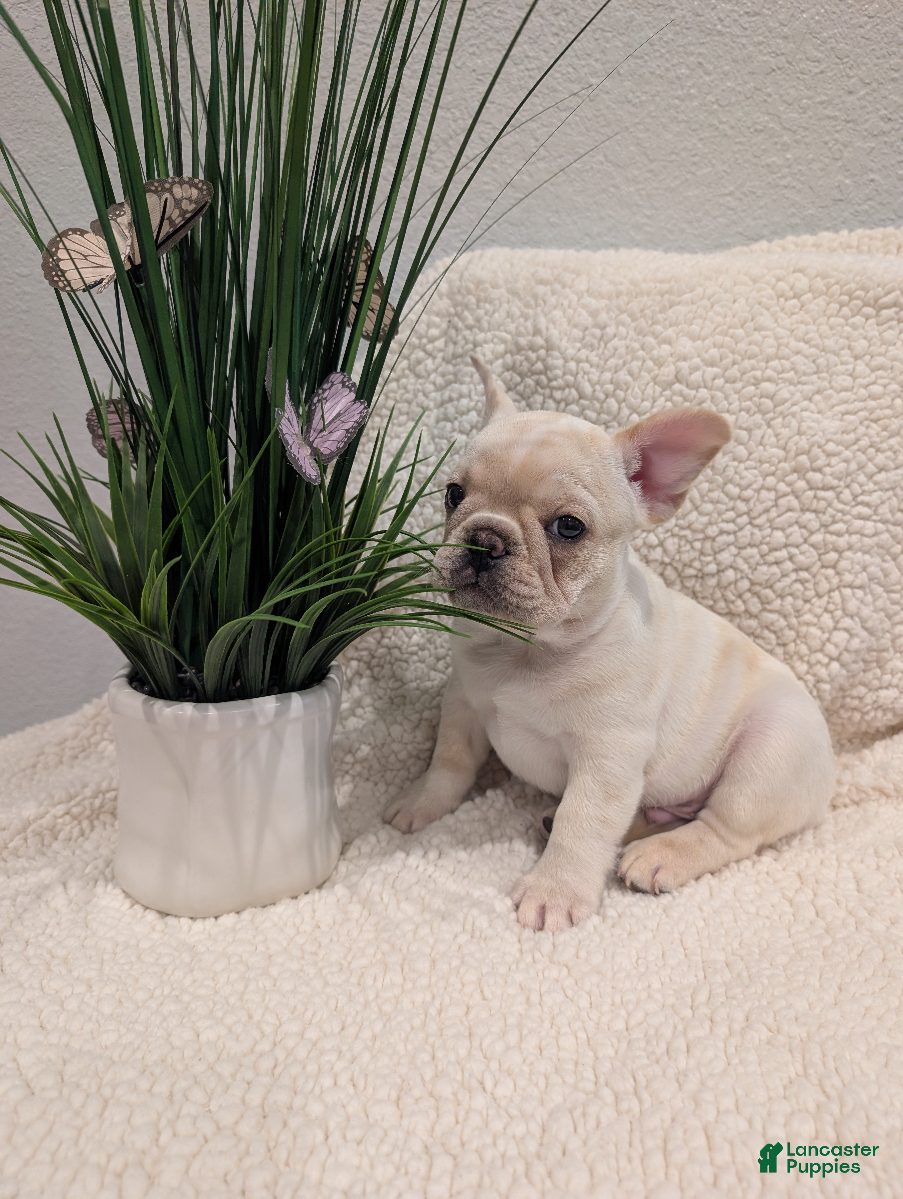 French Bulldog dogs French Bulldog boy #3 - Ad 32