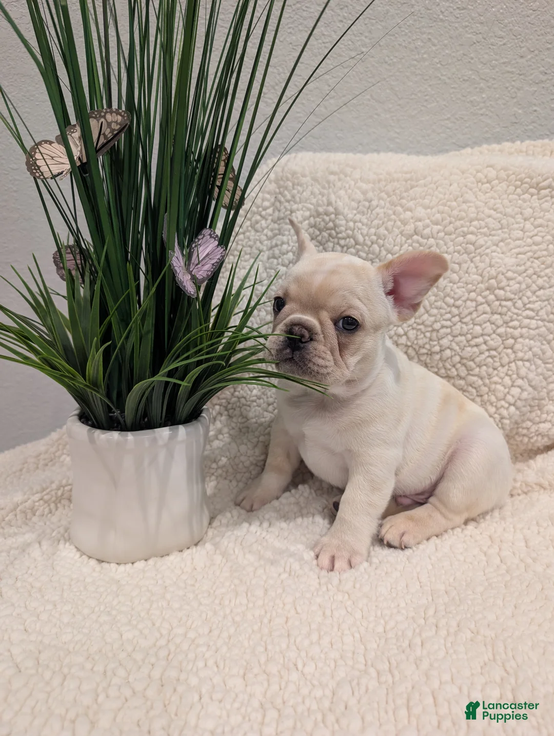 French Bulldog dogs for sale: French Bulldog boy #3 - Ad 1