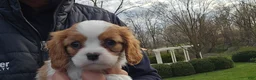 Cavalier King Charles Spaniel dogs for sale: Zion - Ad 2
