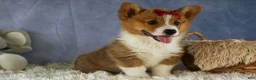 Welsh Corgi Pembroke dogs for sale: Legend  - Ad 10