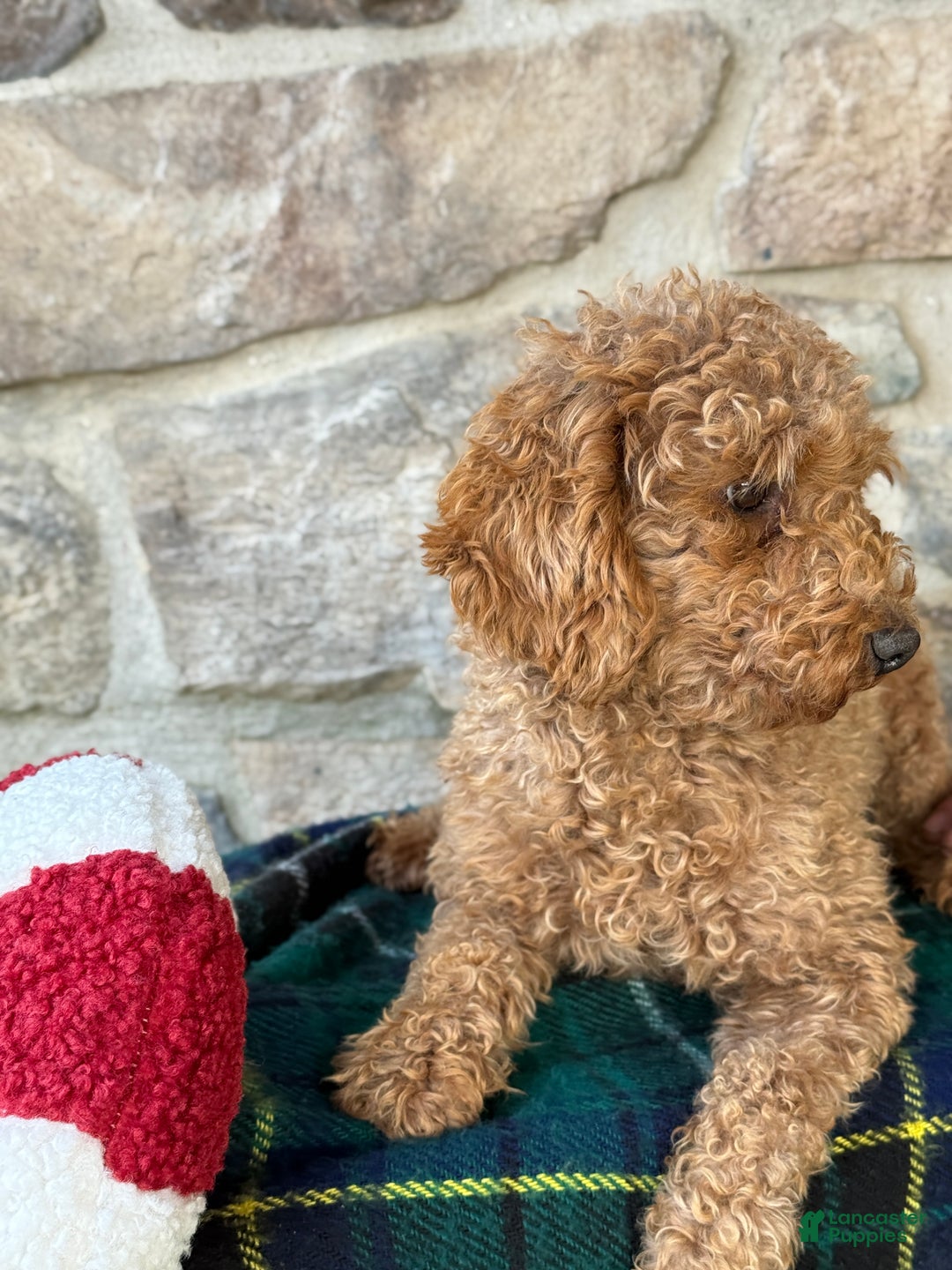 Mini Goldendoodle dogs for sale: Juliette - Ad 2