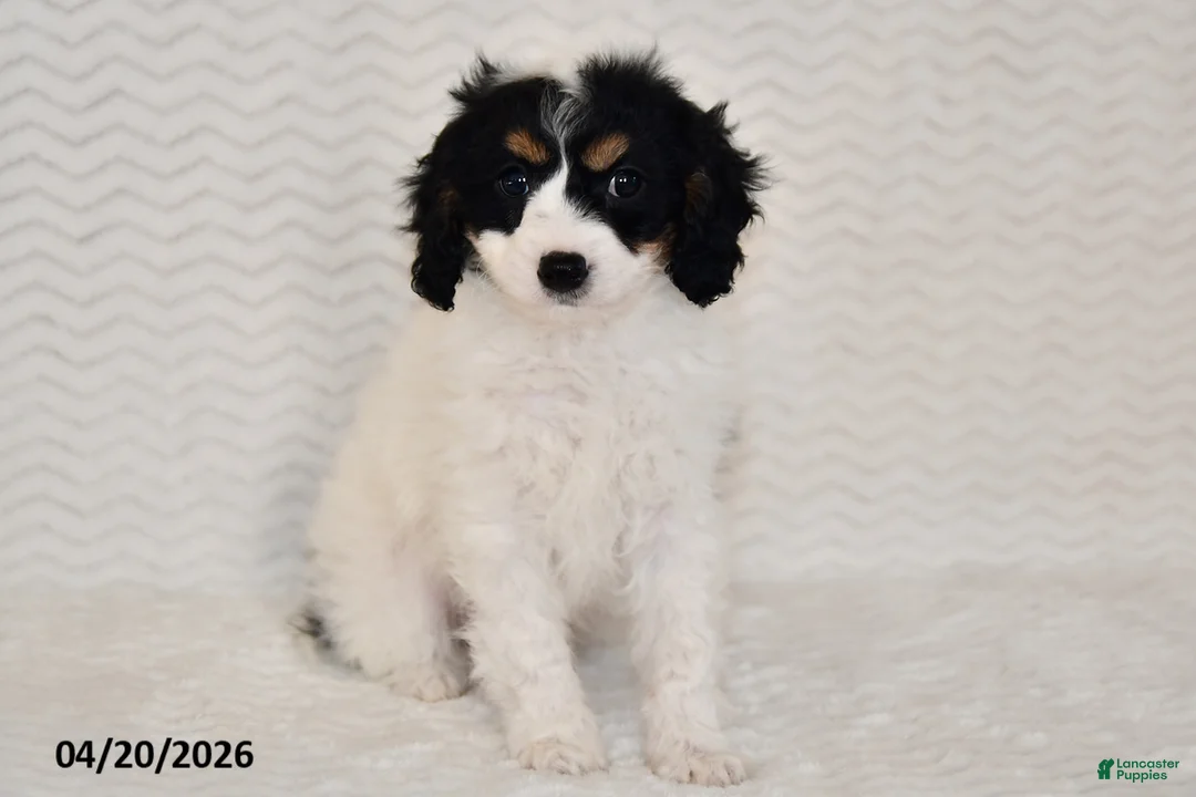 Cavapoo dogs for sale: Brody - Ad 5