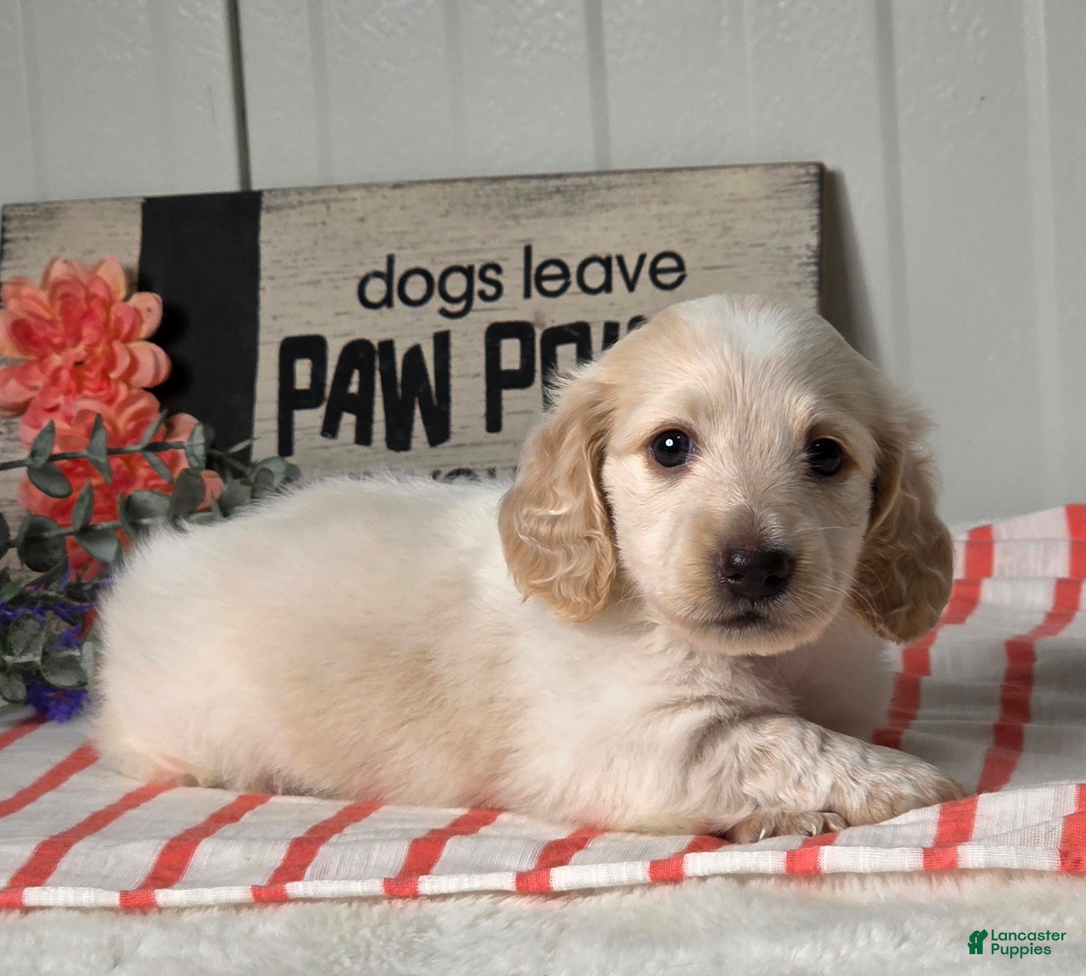 Miniature Dachshund dogs Austin - Ad 1