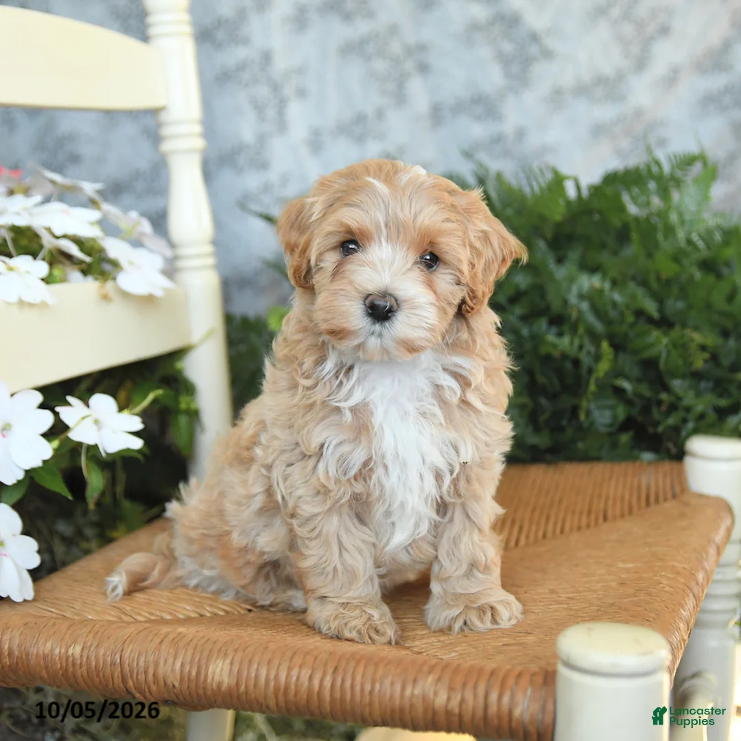 Maltipoo dogs for sale: Hershey - Ad 1