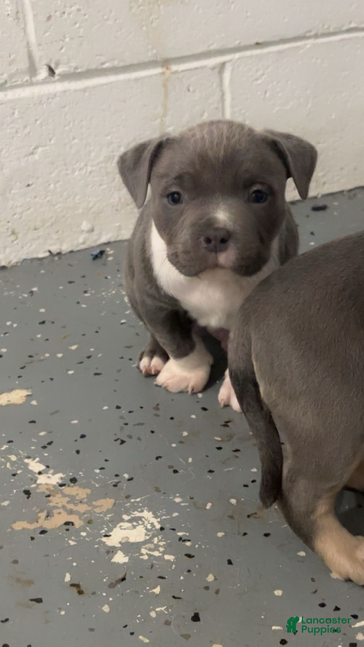 American Bully dogs American Bully Puppy 1 - Ad 42