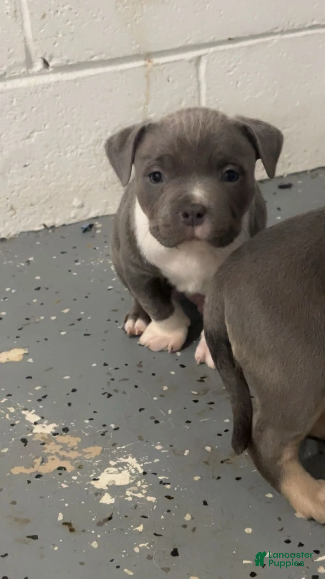 American Bully dogs for sale: American Bully Puppy 1 - Ad 1