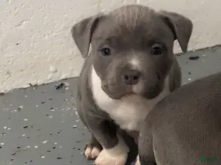 American Bully dogs American Bully Puppy 1 - Ad 42