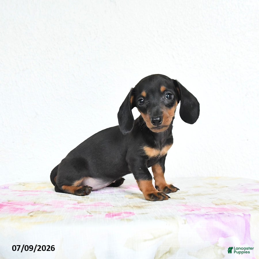 Miniature Dachshund dogs Rain - Ad 2