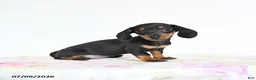 Miniature Dachshund dogs for sale: Rain - Ad 2