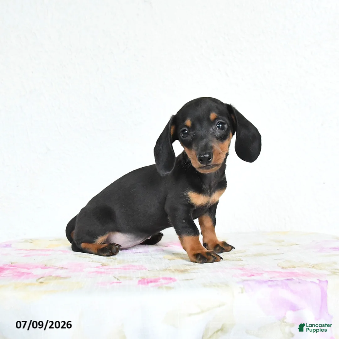 Miniature Dachshund dogs for sale: Rain - Ad 2