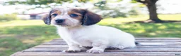 Miniature Dachshund dogs for sale: Miniature Dachshund 5 - Ad 3