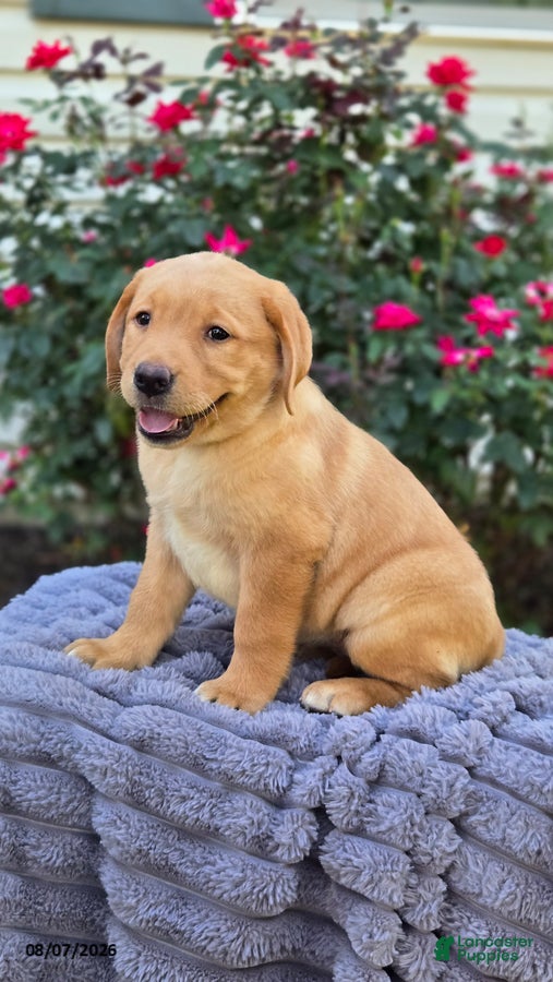 Labrador Retriever dogs Sprinkles - Ad 2