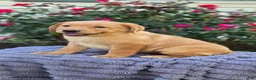Labrador Retriever dogs for sale: Sprinkles - Ad 2