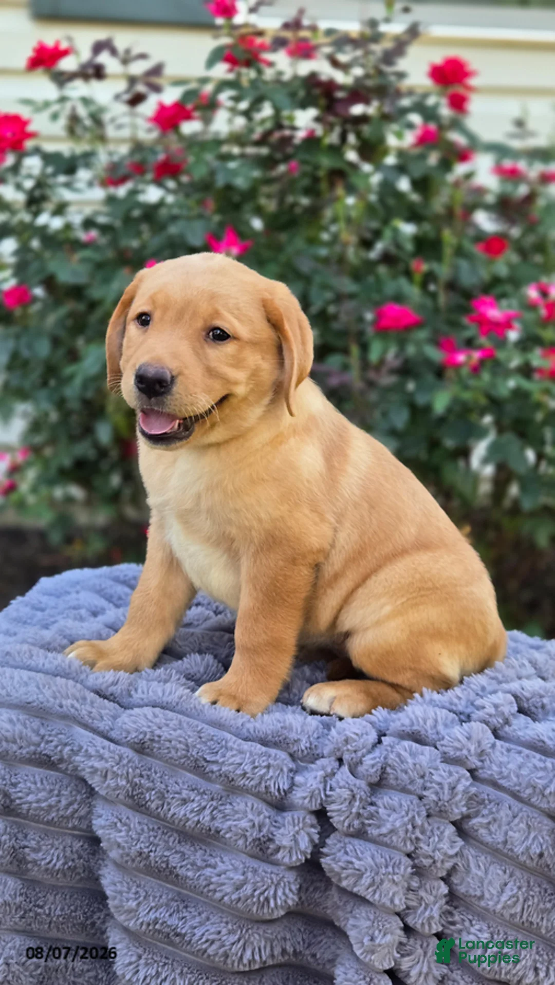 Labrador Retriever dogs for sale: Sprinkles - Ad 2