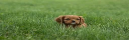 Cavalier King Charles Spaniel dogs for sale: Mocha 🐶✨ - Ad 2