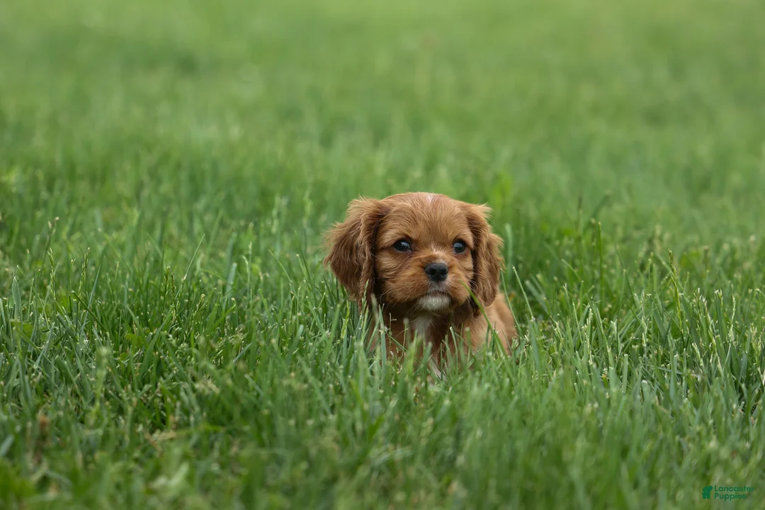 Cavalier King Charles Spaniel dogs for sale: Mocha 🐶✨ - Ad 2