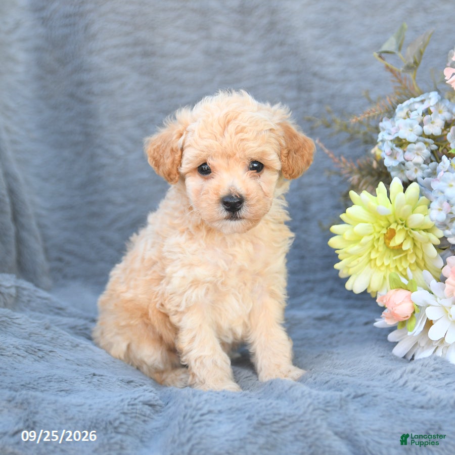 Toy Poodle dogs Teddy - Ad 1